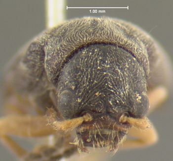 Media type: image;   Entomology 7417 Aspect: head frontal view